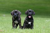 CANE CORSO 1166